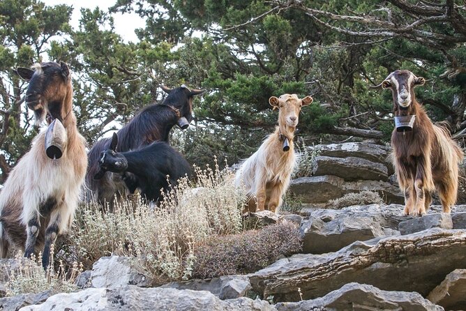 Balos Lagoon & Falassarna Beach Jeep Tour | Crete