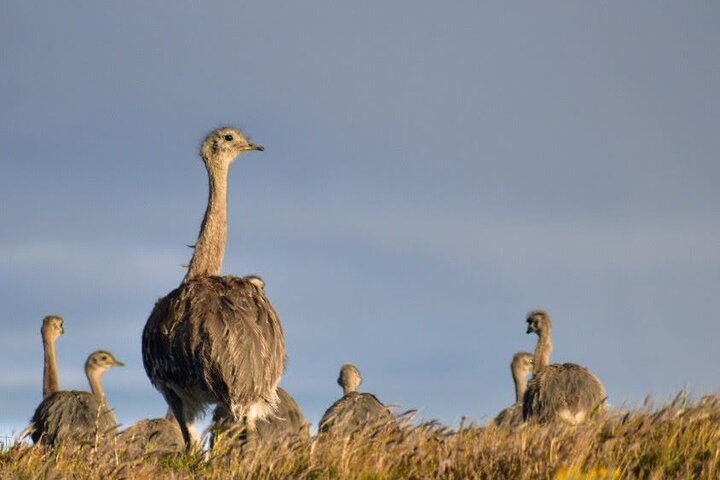 Full Day Torres del Paine Private tour, departing from Punta Arenas