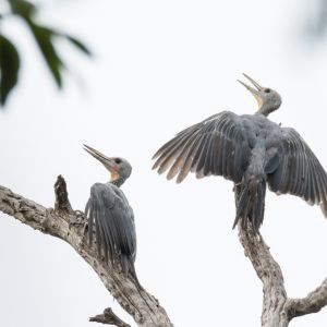 Great Slaty Woodpecker
