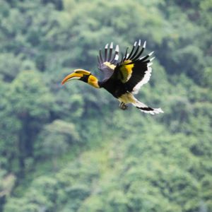Great Hornbill