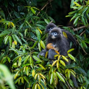 Indo-Chinese Grey Langur