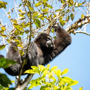 Skywalker Hoolock Gibbon