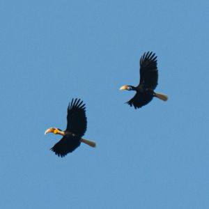 Wreathed Hornbill
