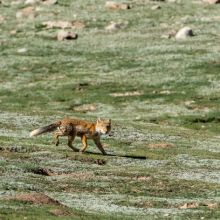 Tibetan fox