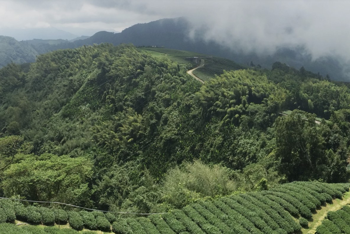 Taipei tea culture tour
