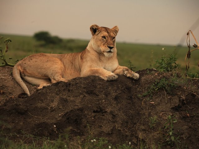 Fly In and Fly Out 4-Day Serengeti National Park