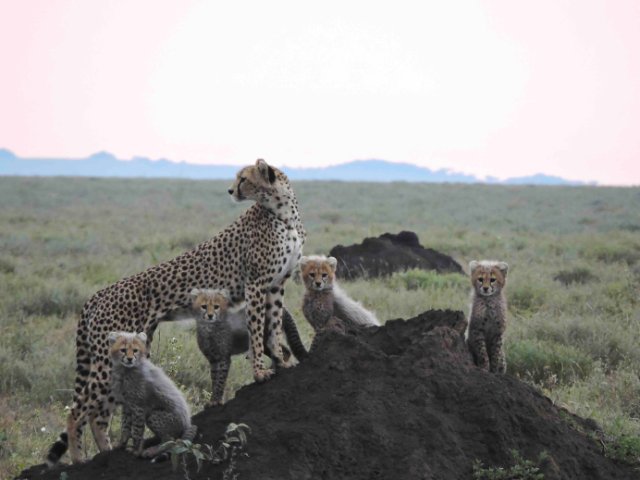 Fly In and Fly Out 4-Day Serengeti National Park