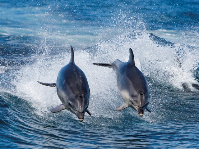 Bruny Island 3 Hour Cruise with Kettering Bus Pickup