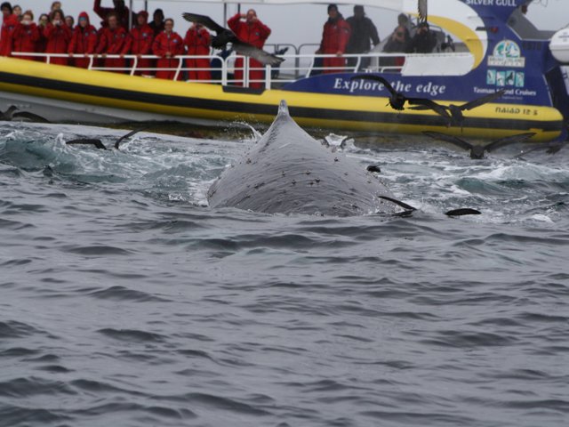 Bruny Island 3 Hour Cruise with Kettering Bus Pickup