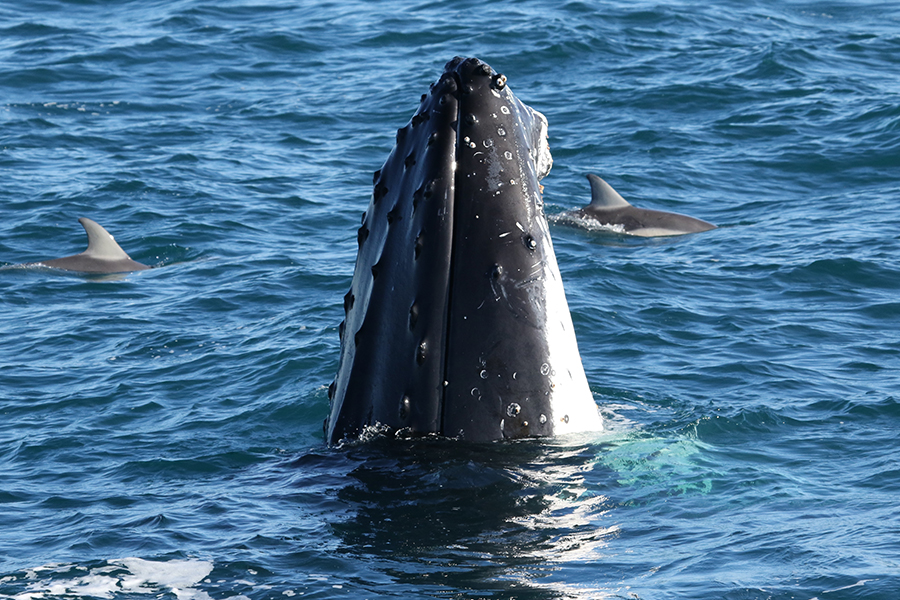 Dolphin & Whale Cruise | San Remo, Australia