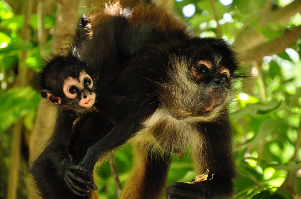 Mayan Inland Expedition | Tulum