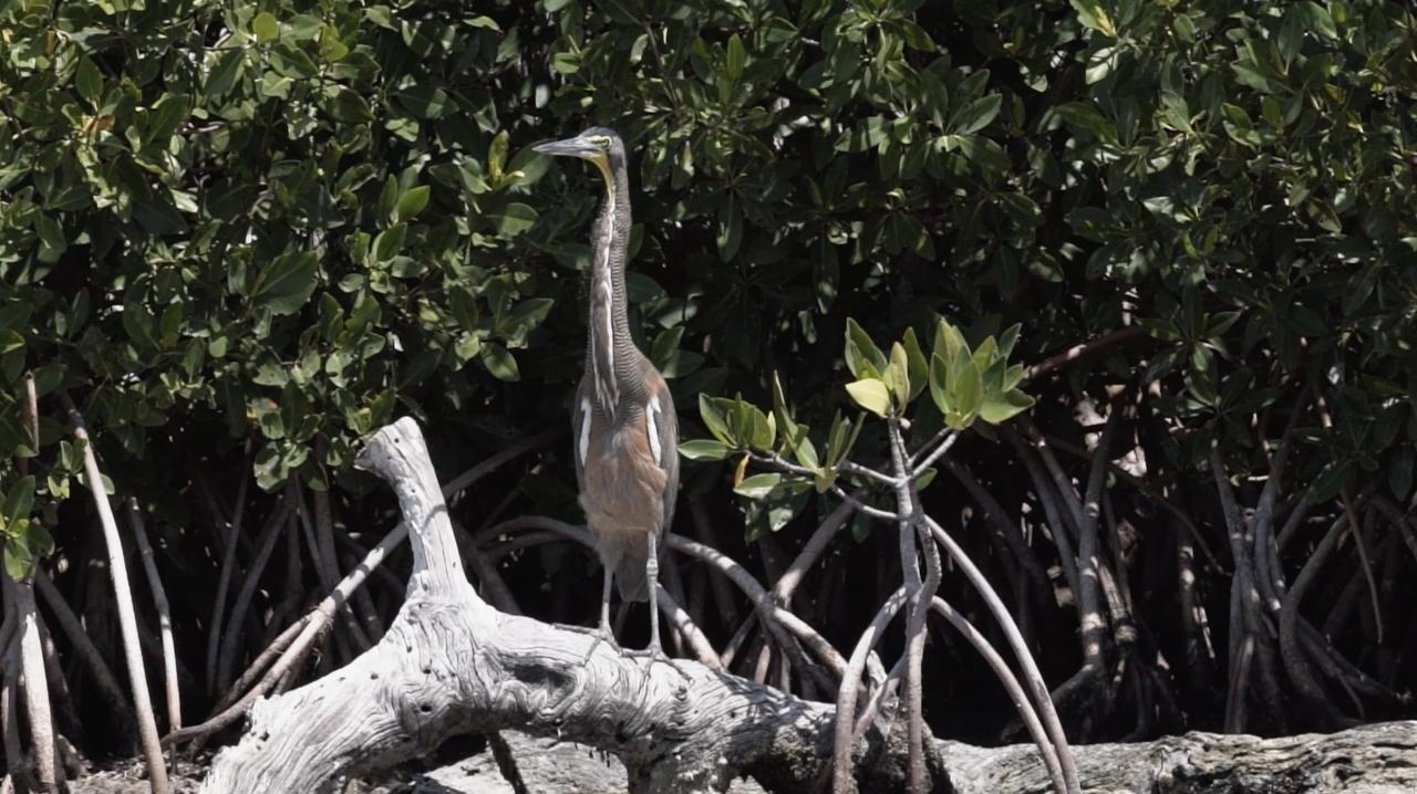 Bird Watching Rio Lagartos - Private tour | Tulum, Yucatan