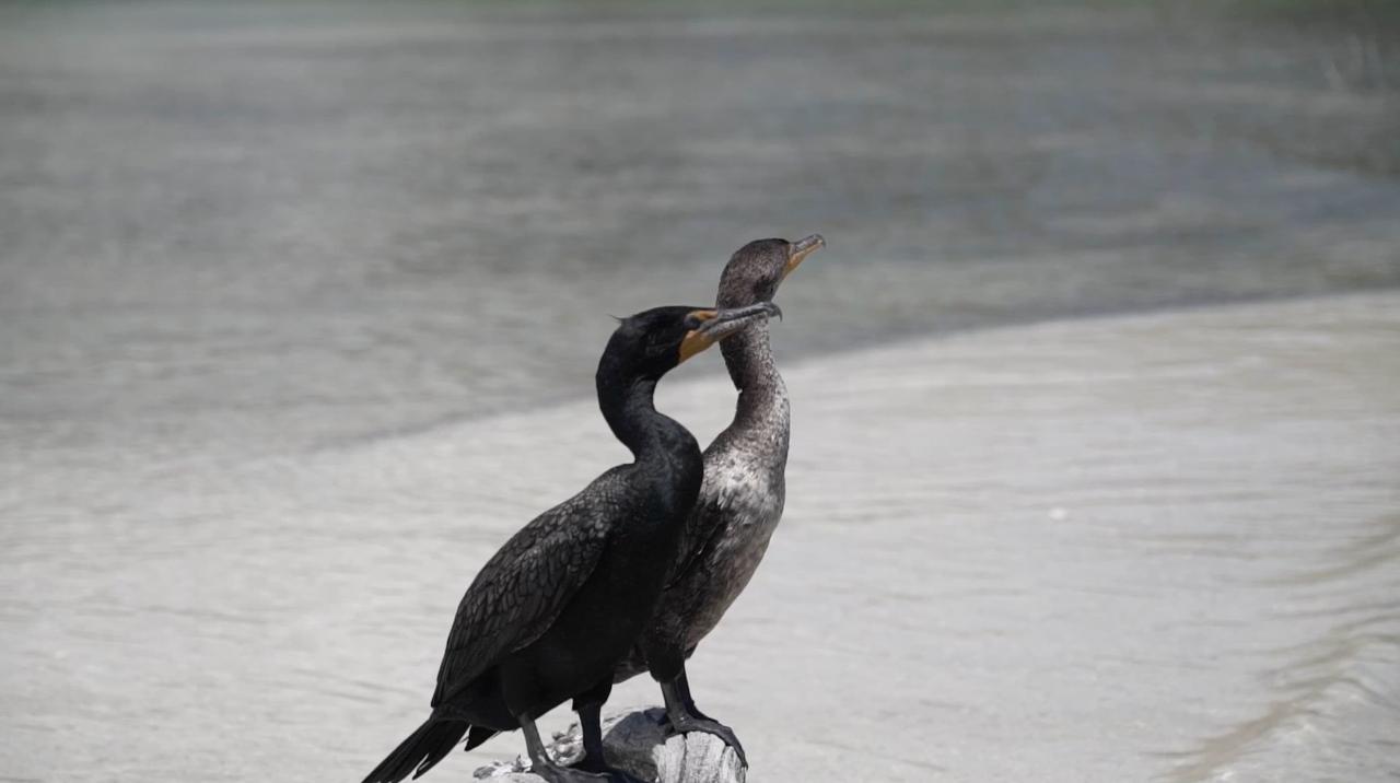 Bird Watching Rio Lagartos - Private tour | Tulum, Yucatan