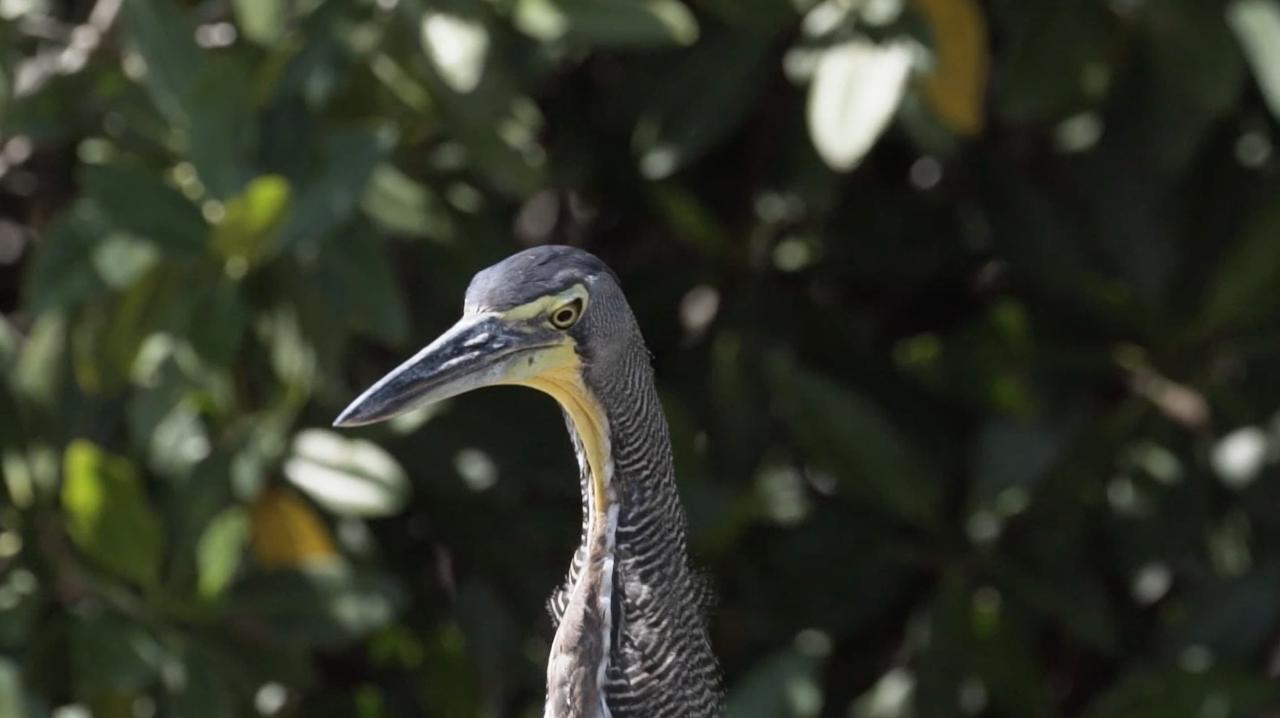Bird Watching Rio Lagartos - Private tour | Tulum, Yucatan