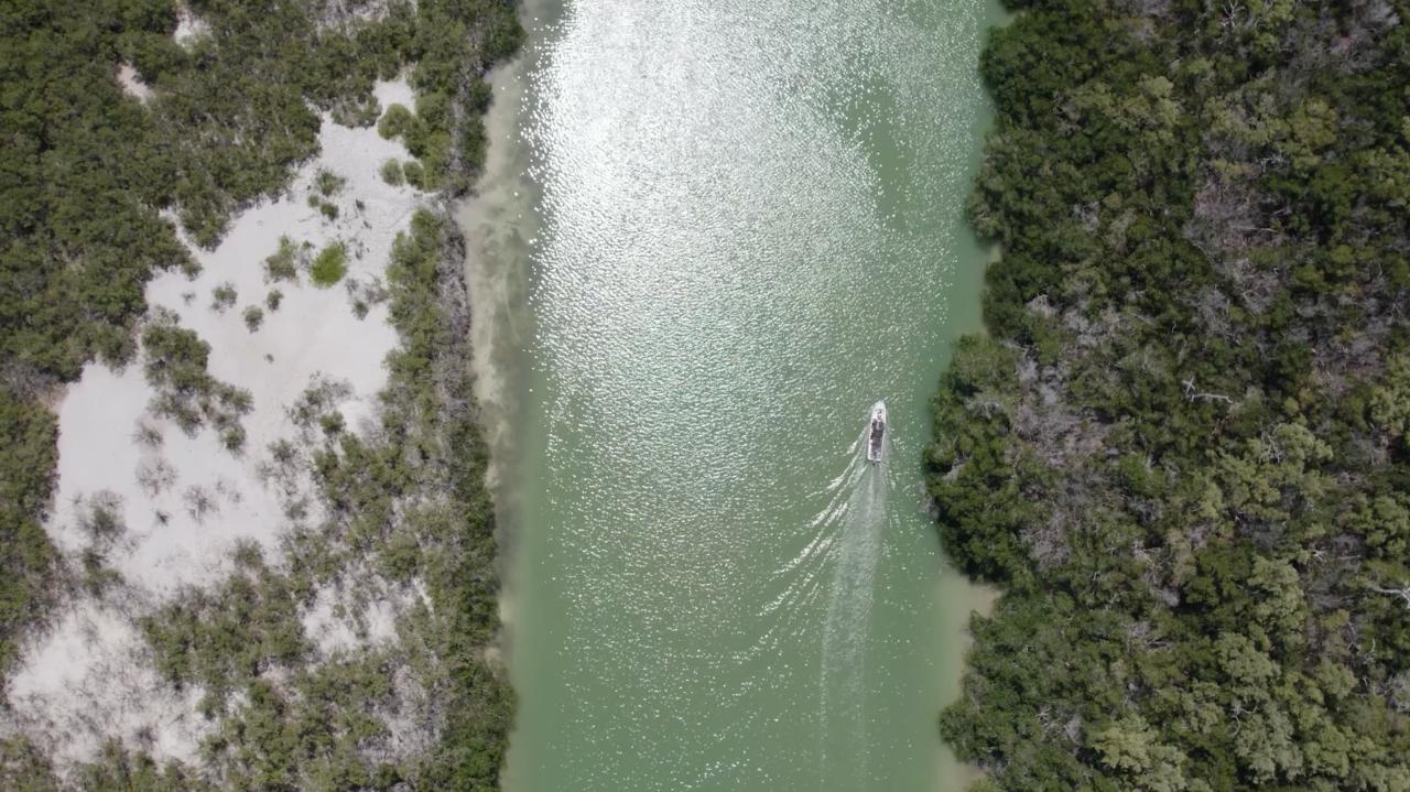 Bird Watching Rio Lagartos - Private tour | Tulum, Yucatan