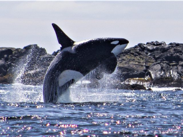 2 Hour Quest Whale & Wildlife Tour