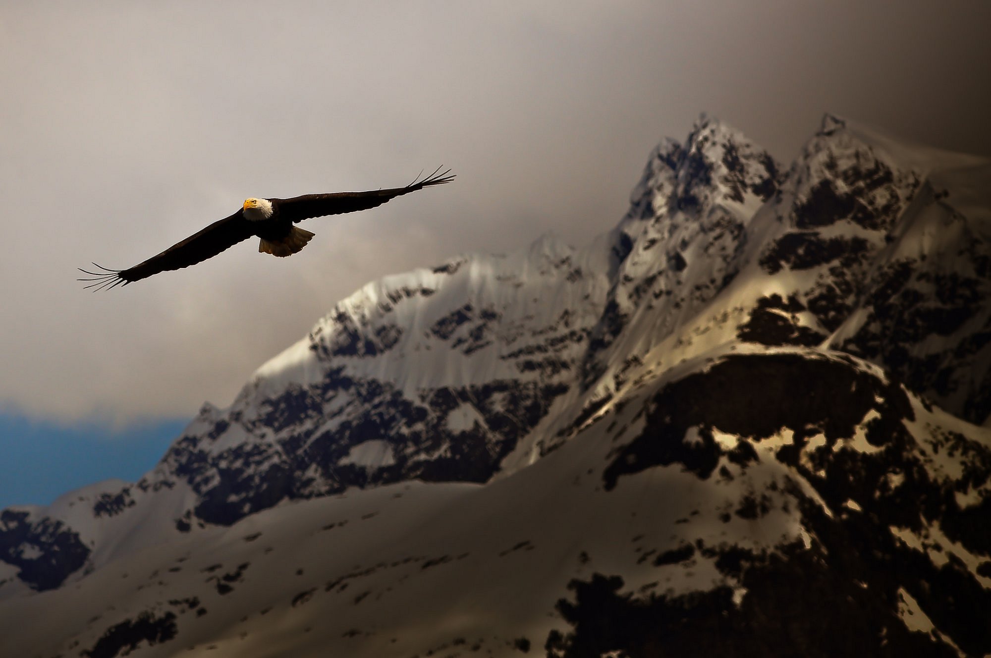 2 Hour Quest Whale & Wildlife Tour