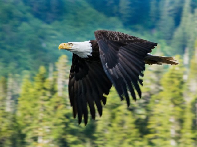 2 Hour Quest Whale & Wildlife Tour