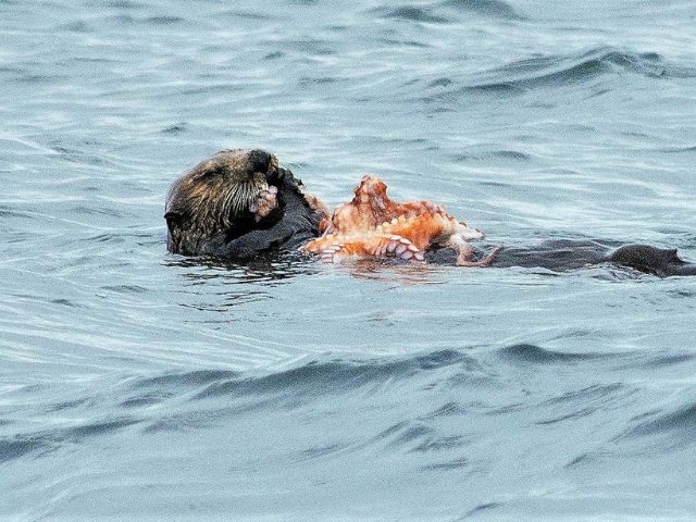 2 Hour Quest Whale & Wildlife Tour