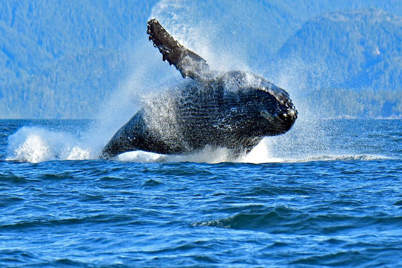 2 Hour Quest Whale & Wildlife Tour