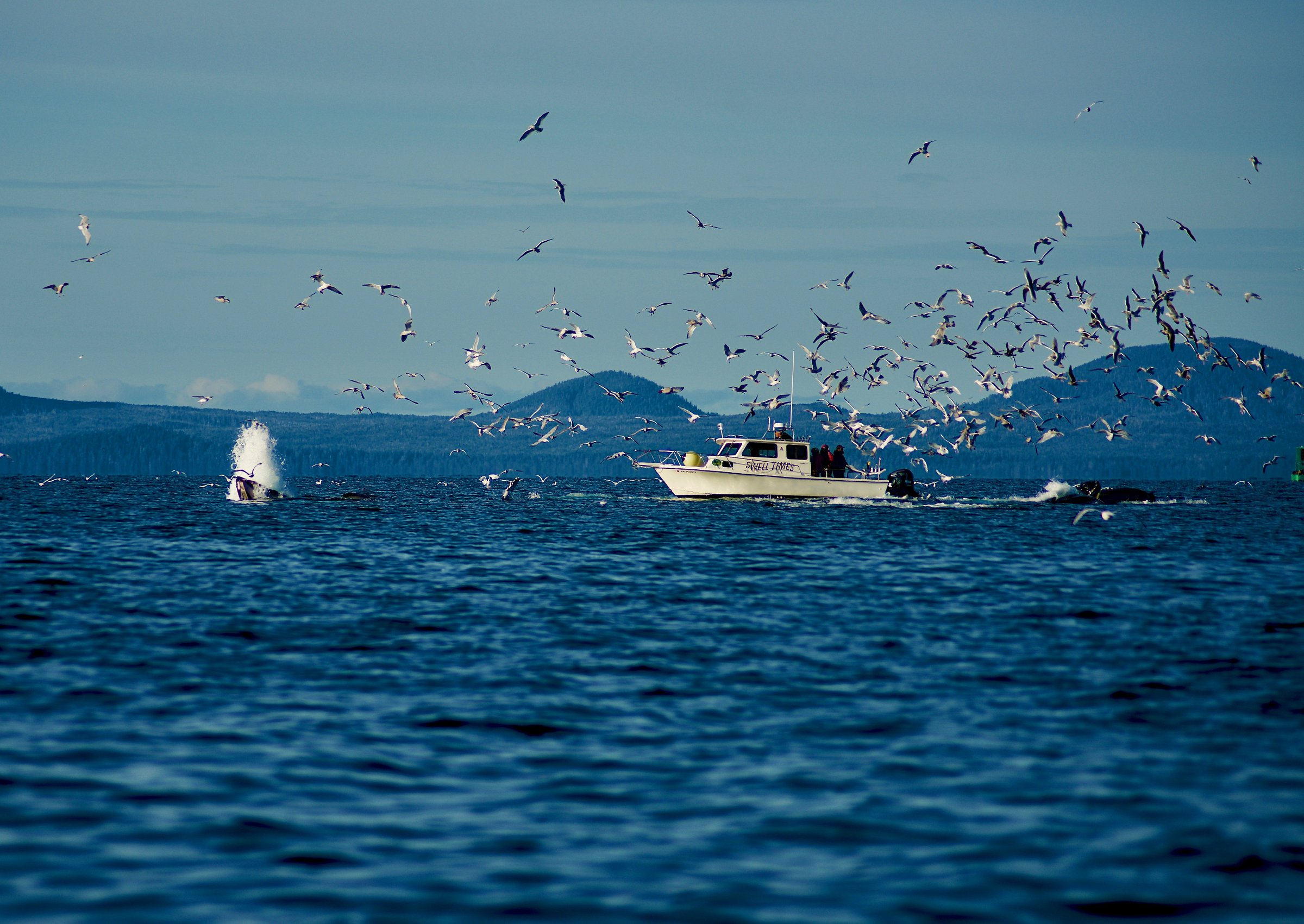 2 Hour Quest Whale & Wildlife Tour