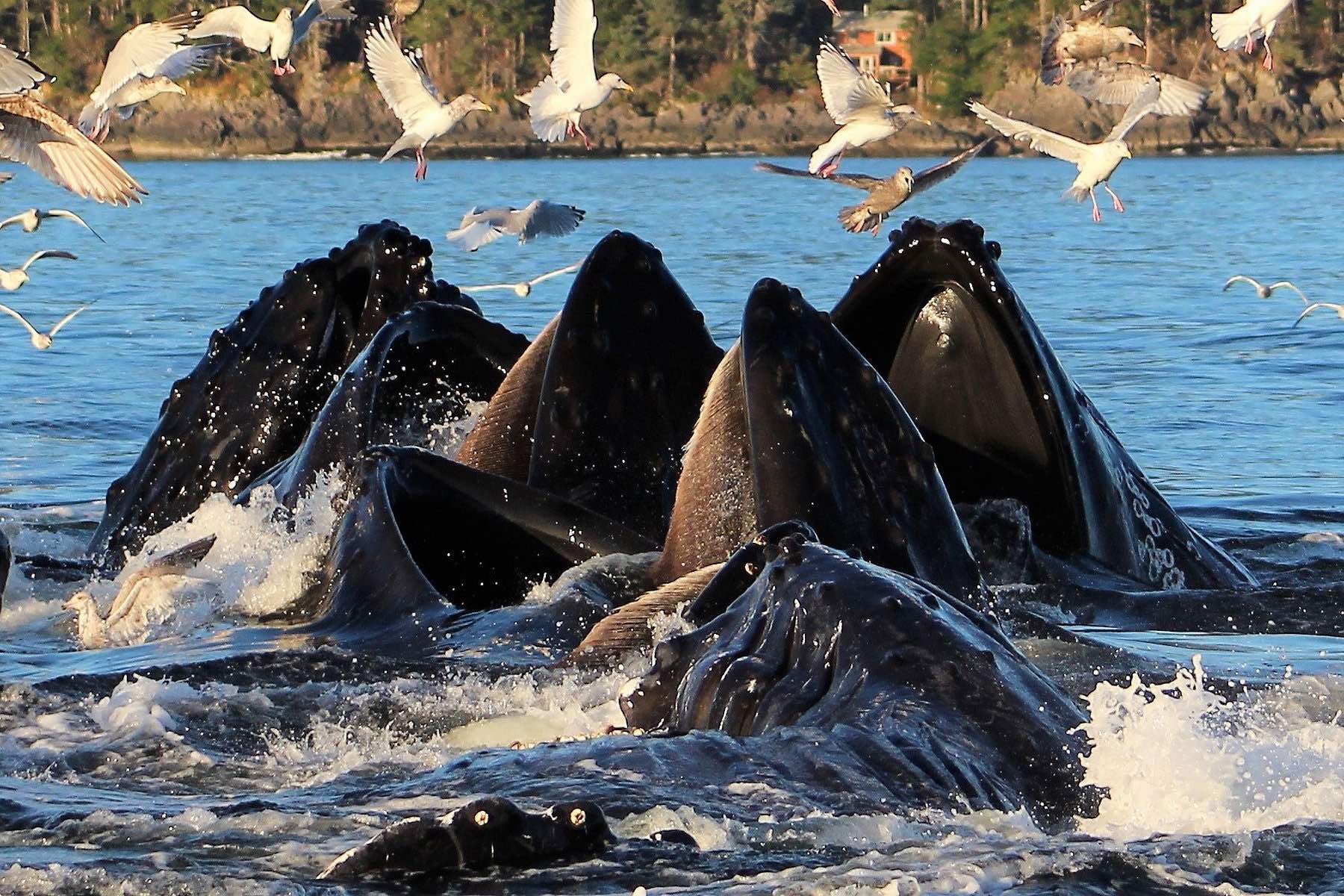 2 Hour Quest Whale & Wildlife Tour