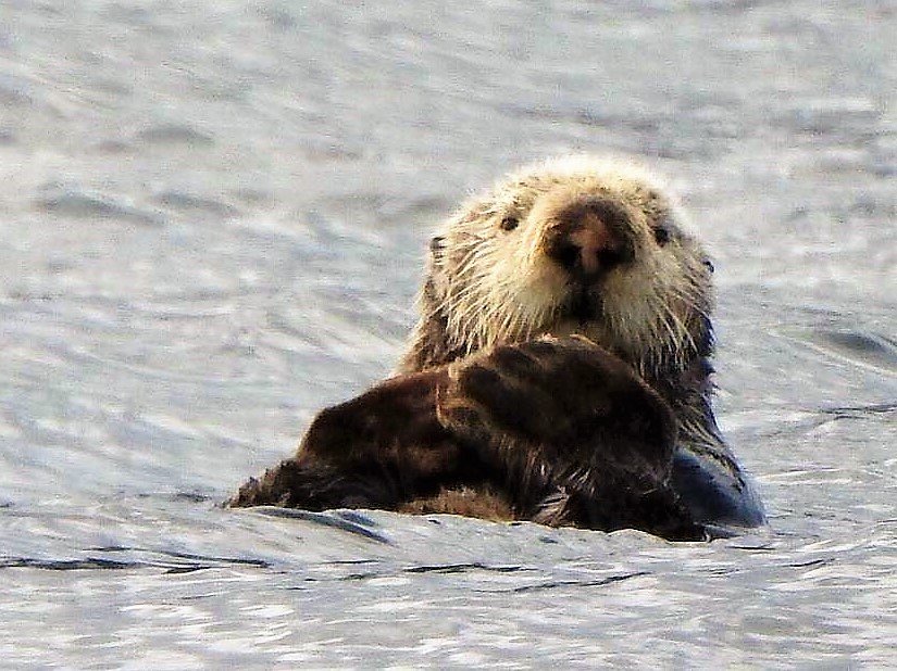 2 Hour Quest Whale & Wildlife Tour