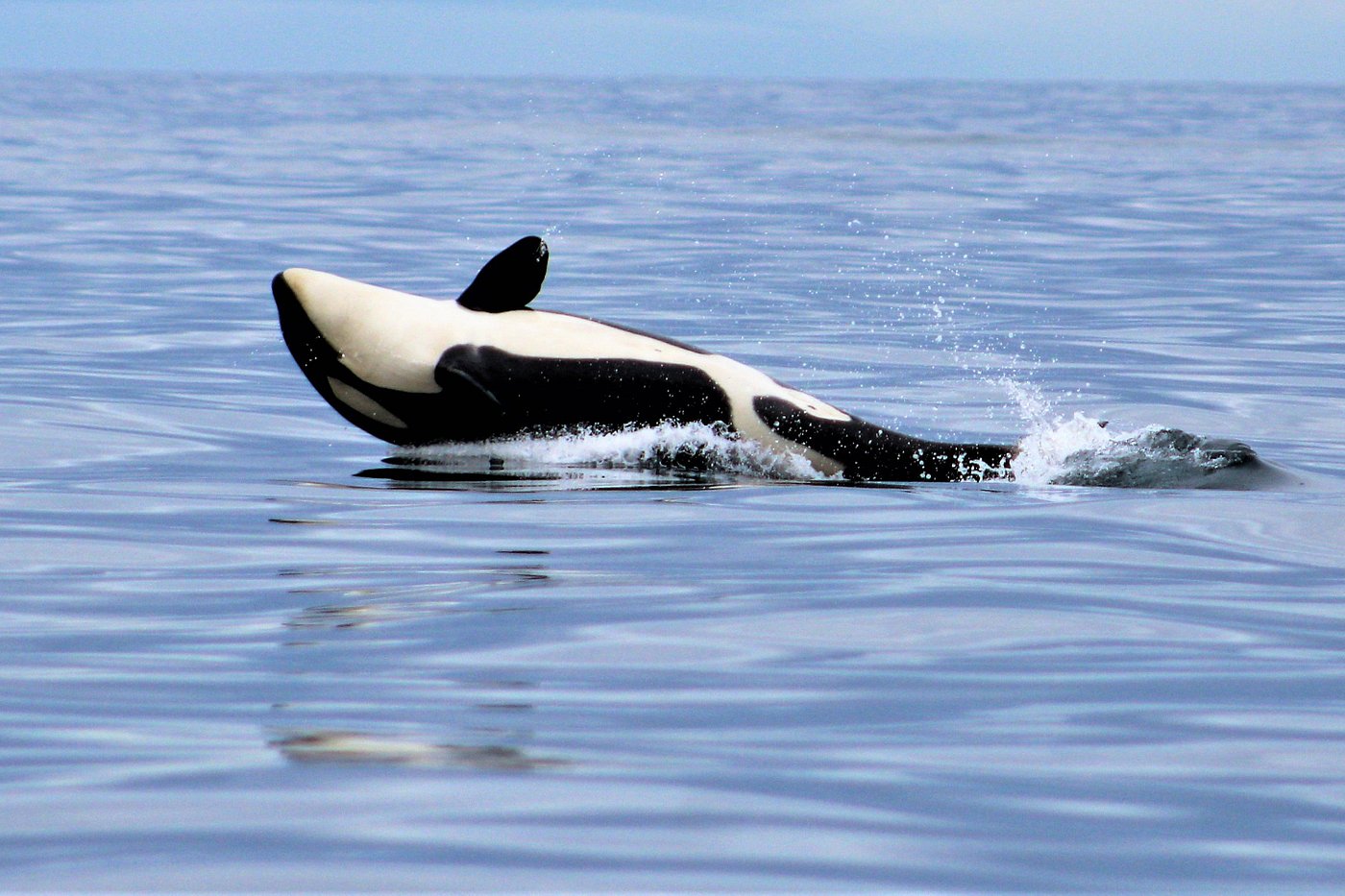 2 Hour Quest Whale & Wildlife Tour