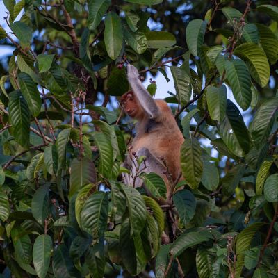 Proboscis monkey