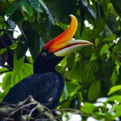 Rhinoceros hornbill