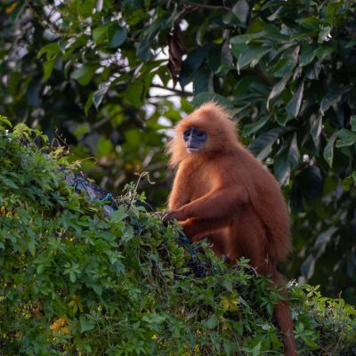 Red Leaf Monkey