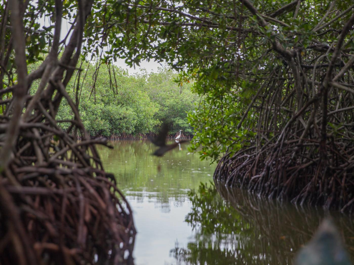 Gondola Trip in the Mangroves of La Boquilla in Cartagena