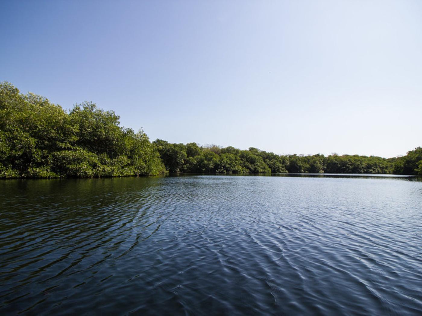 Gondola Trip in the Mangroves of La Boquilla in Cartagena