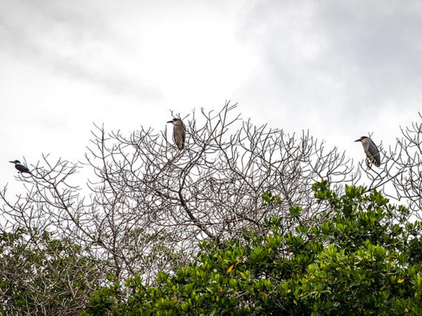 Gondola Trip in the Mangroves of La Boquilla in Cartagena