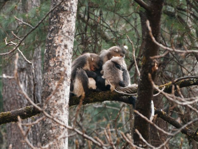 Discover Northwestern Yunnan through UNSECO Three Parallel Rivers region and the sacred Mt. Kawagarbo