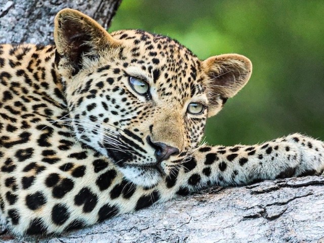 Garden Route| South Africa