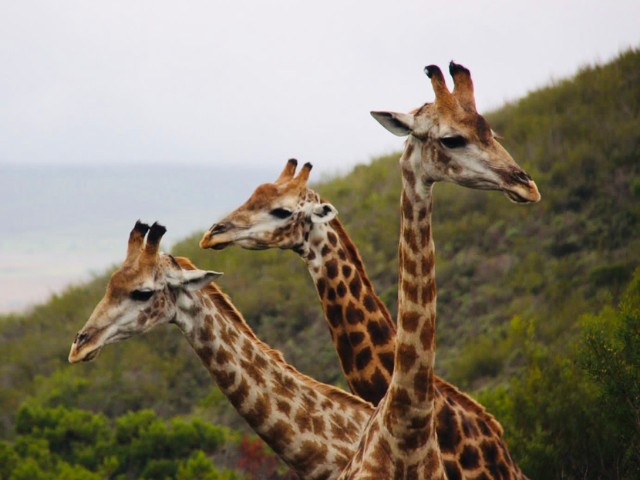 Garden Route| South Africa