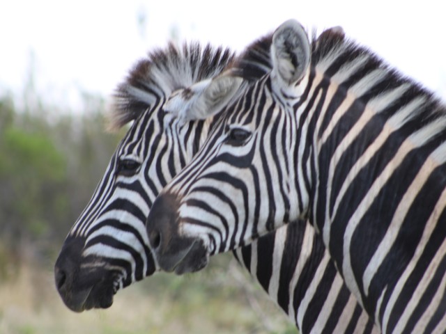 Garden Route| South Africa