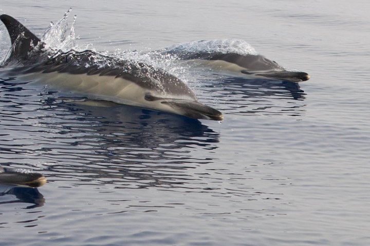 Private Morning Sea Safari | Lanzarote