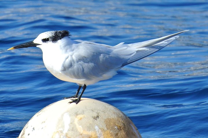 Private Morning Sea Safari | Lanzarote