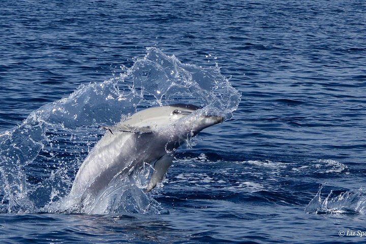 Private Morning Sea Safari | Lanzarote