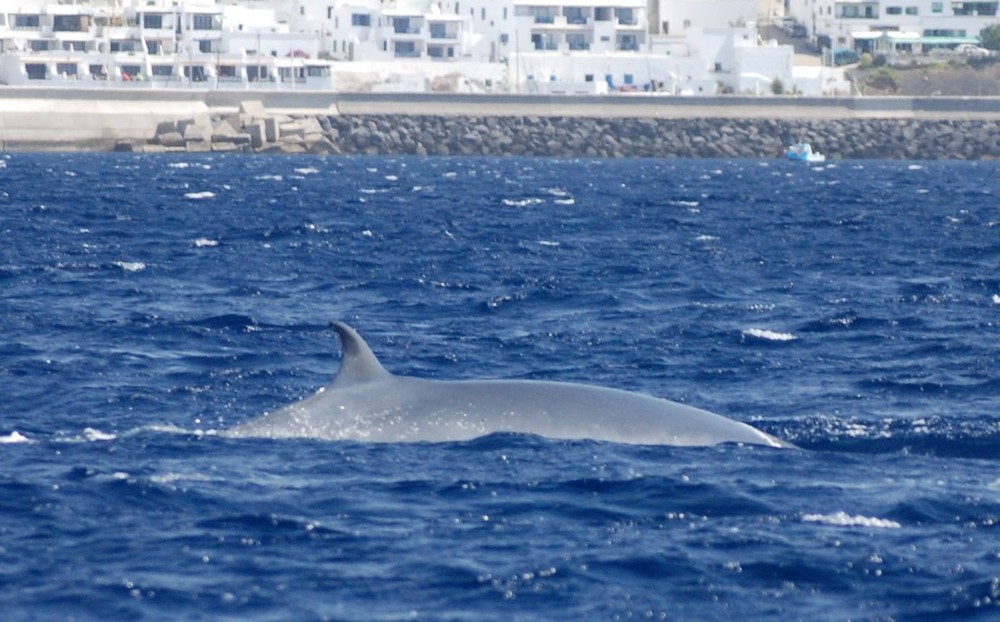 Private Morning Sea Safari | Lanzarote