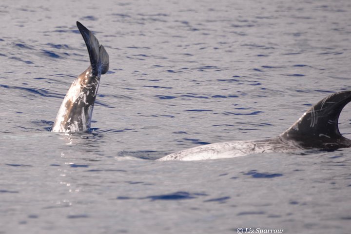 Private Morning Sea Safari | Lanzarote