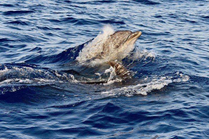 Private Morning Sea Safari | Lanzarote