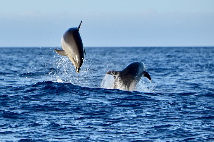 Private Morning Sea Safari | Lanzarote